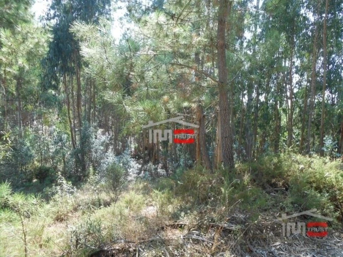 Terreno Misto para Venda em Nossa Senhora da Piedade Foto 5