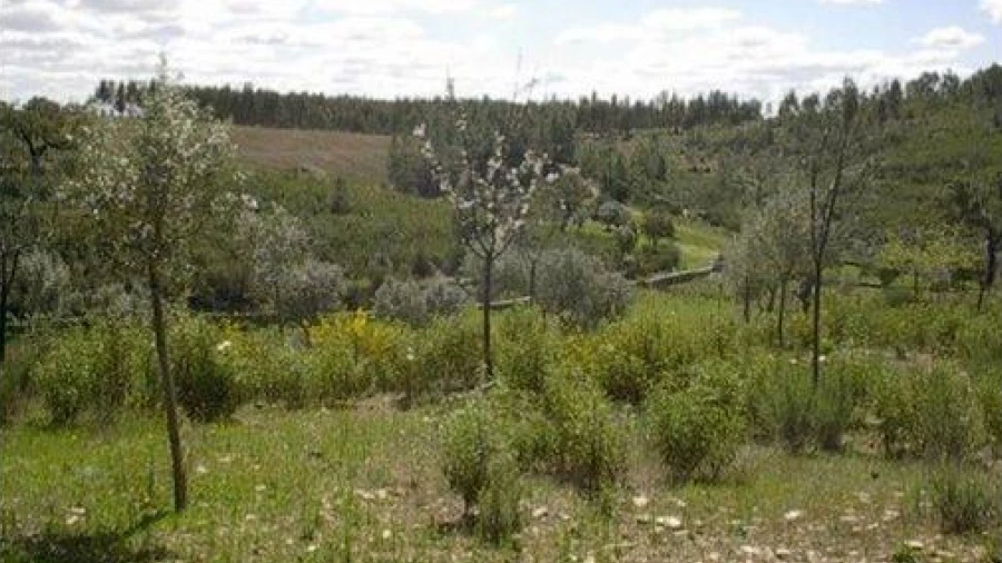 Terreno Agricola ou Rústico para Venda em Benquerenças