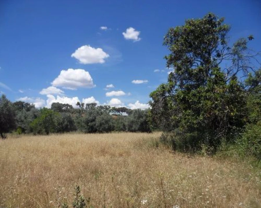 Terreno Misto para Venda em Ourique Foto 2