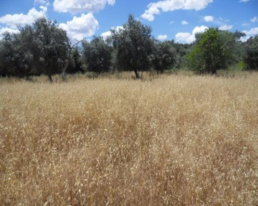 Terreno Misto para Venda em Ourique Foto 3