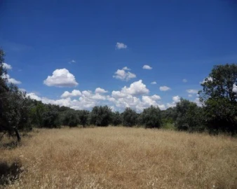 Terreno Misto para Venda em Ourique