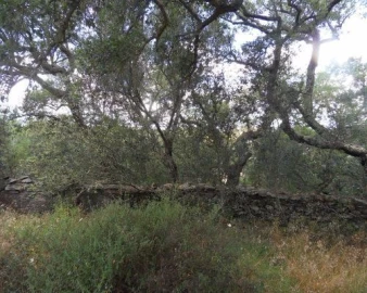 Terreno Misto para Venda em Ourique