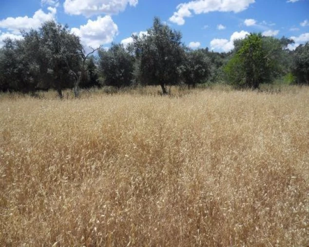 Terreno Misto para Venda em Ourique Foto 3