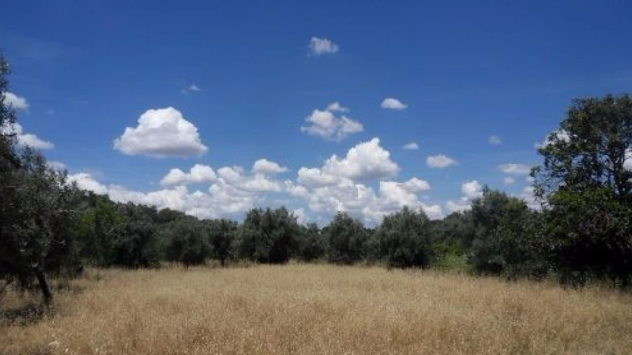 Terreno Misto para Venda em Ourique