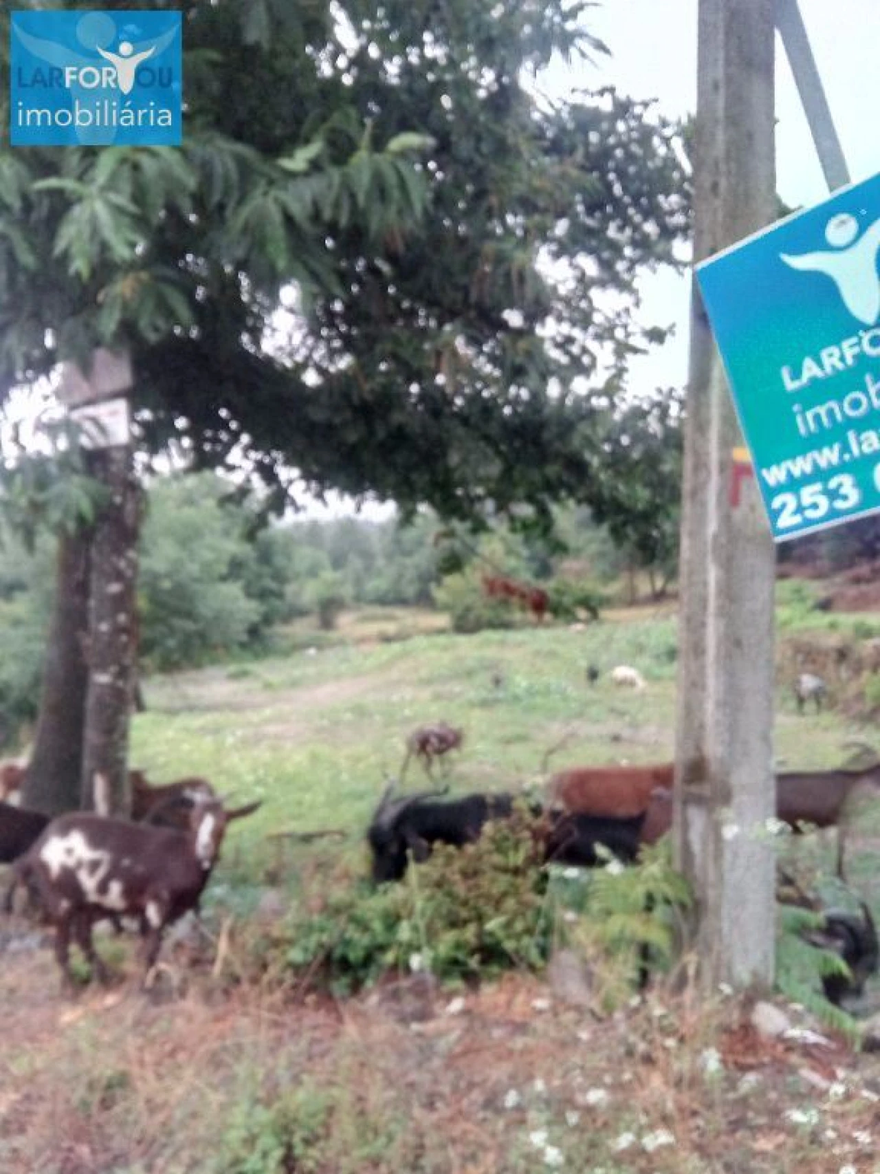 Terreno P/ Prédio para Venda em Povoa de Lanhoso (N. Senhora do Amparo) Foto 7