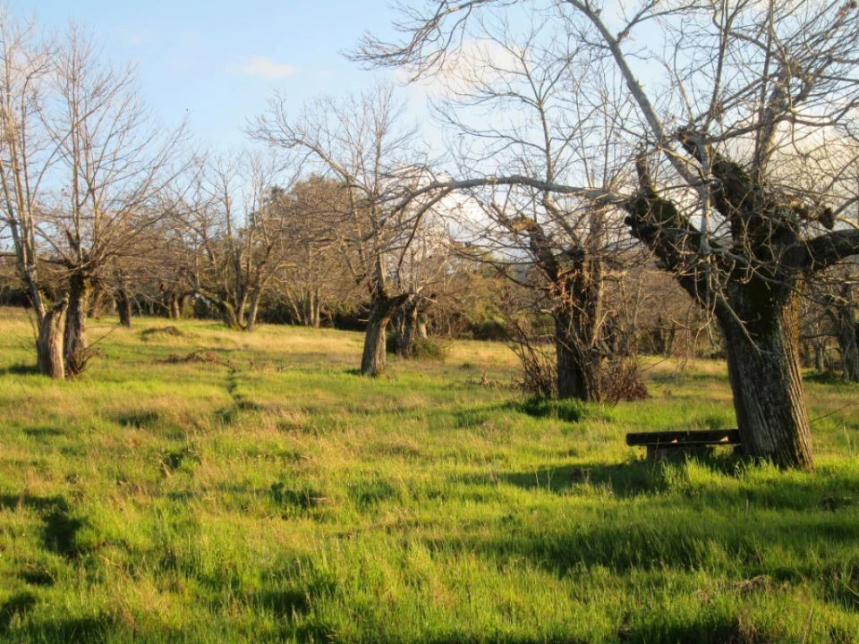 Terreno Agricola ou Rústico para Venda em Santa Maria de Marvão Foto 1