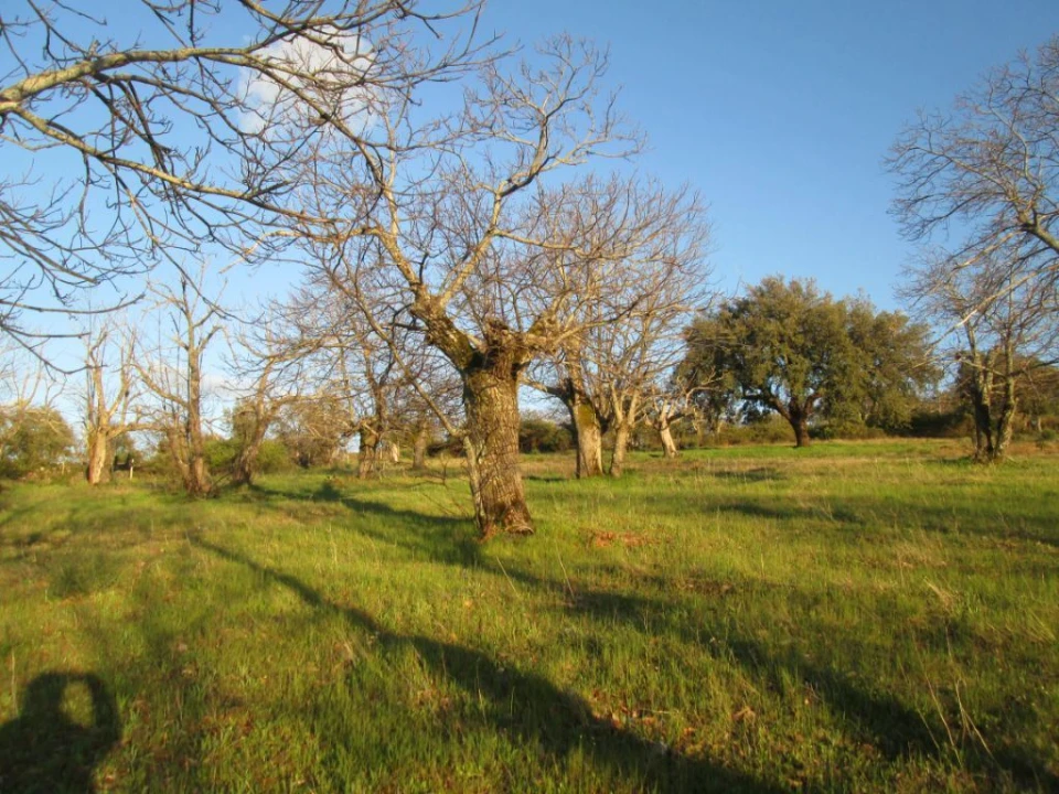 Terreno Agricola ou Rústico para Venda em Santa Maria de Marvão Foto 3