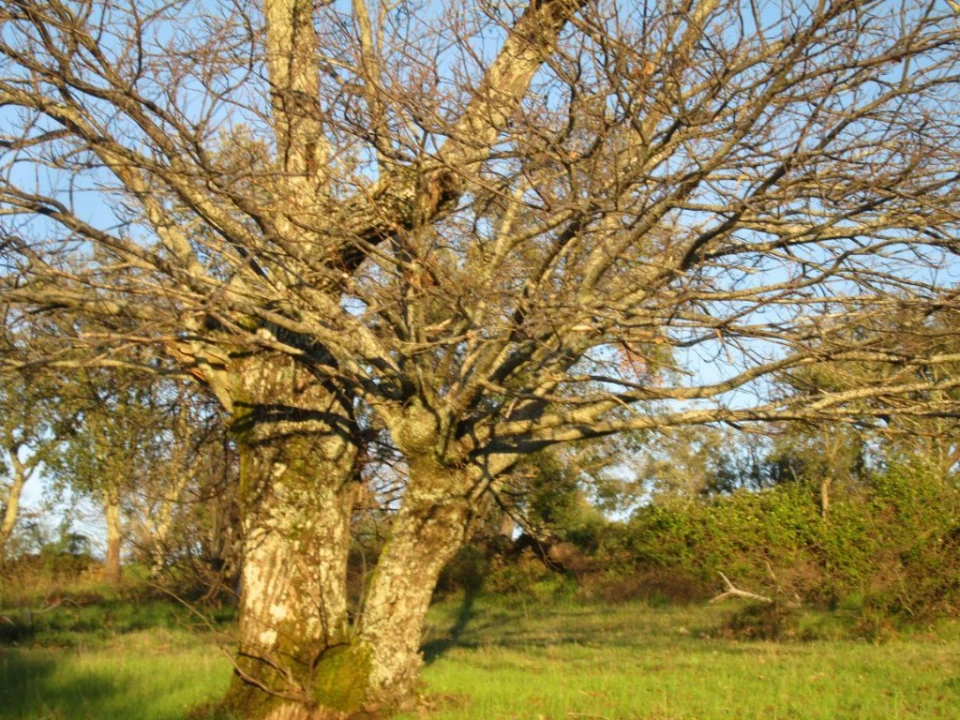 Terreno Agricola ou Rústico para Venda em Santa Maria de Marvão Foto 4