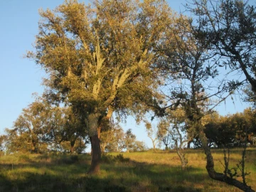 Terreno Agricola ou Rústico para Venda em Santa Maria de Marvão
