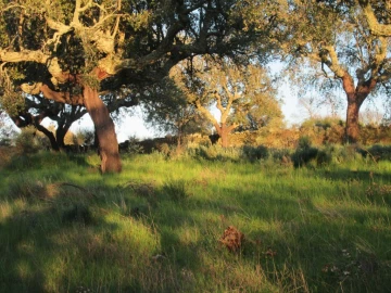 Terreno Agricola ou Rústico para Venda em Santa Maria de Marvão
