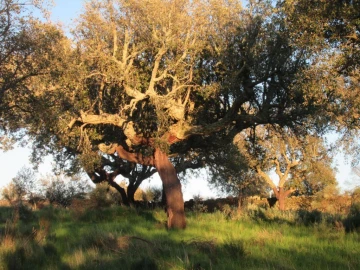 Terreno Agricola ou Rústico para Venda em Santa Maria de Marvão