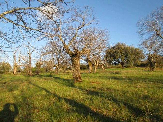 Terreno Agricola ou Rústico para Venda em Santa Maria de Marvão Foto 3