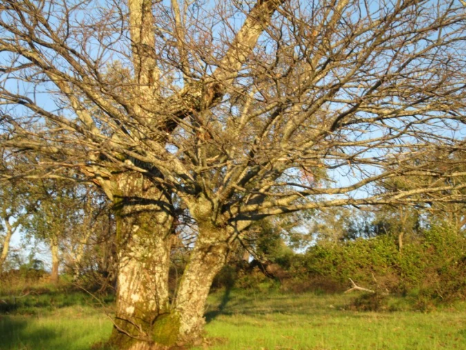 Terreno Agricola ou Rústico para Venda em Santa Maria de Marvão Foto 4