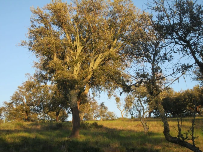 Terreno Agricola ou Rústico para Venda em Santa Maria de Marvão Foto 6
