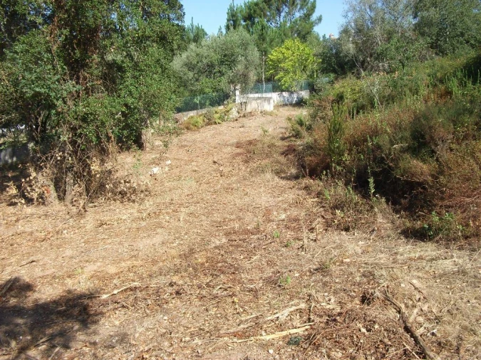 Terreno Agricola ou Rústico para Venda em Eiras e São Paulo de Frades Foto 2