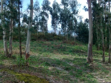 Terreno Agricola ou Rústico para Venda em Anissó e Soutelo