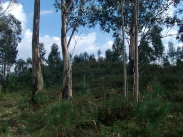 Terreno Agricola ou Rústico para Venda em Anissó e Soutelo