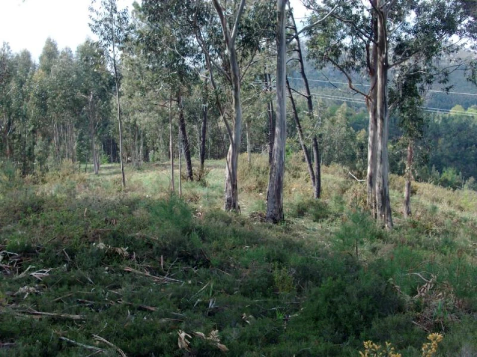 Terreno Agricola ou Rústico para Venda em Anissó e Soutelo Foto 10