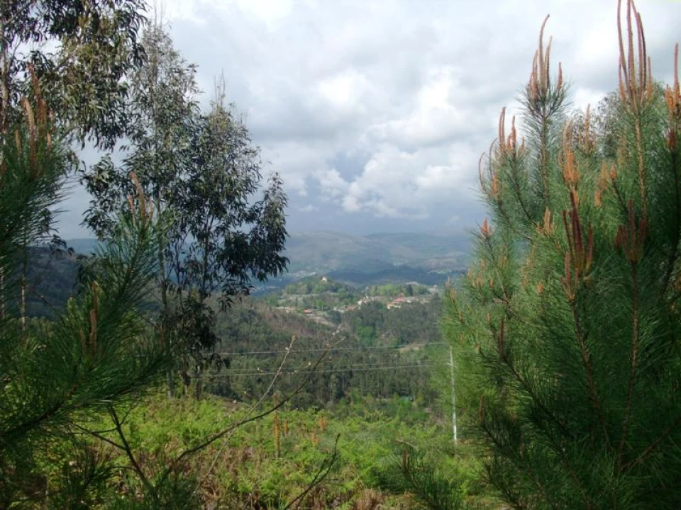 Terreno Agricola ou Rústico para Venda em Anissó e Soutelo Foto 13
