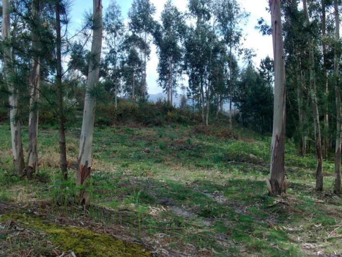 Terreno Agricola ou Rústico para Venda em Anissó e Soutelo Foto 2