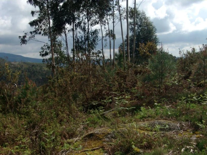 Terreno Agricola ou Rústico para Venda em Anissó e Soutelo Foto 3