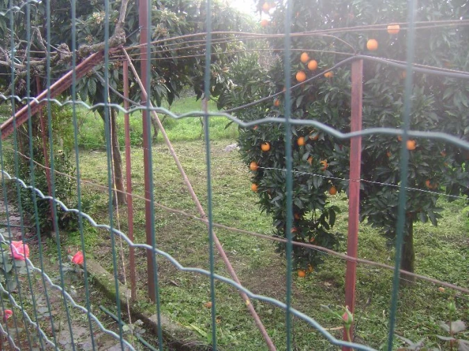 Terreno Agricola ou Rústico para Venda em Salgueiro do Campo Foto 7