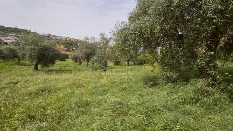 Quinta para Venda em Salgueiro do Campo