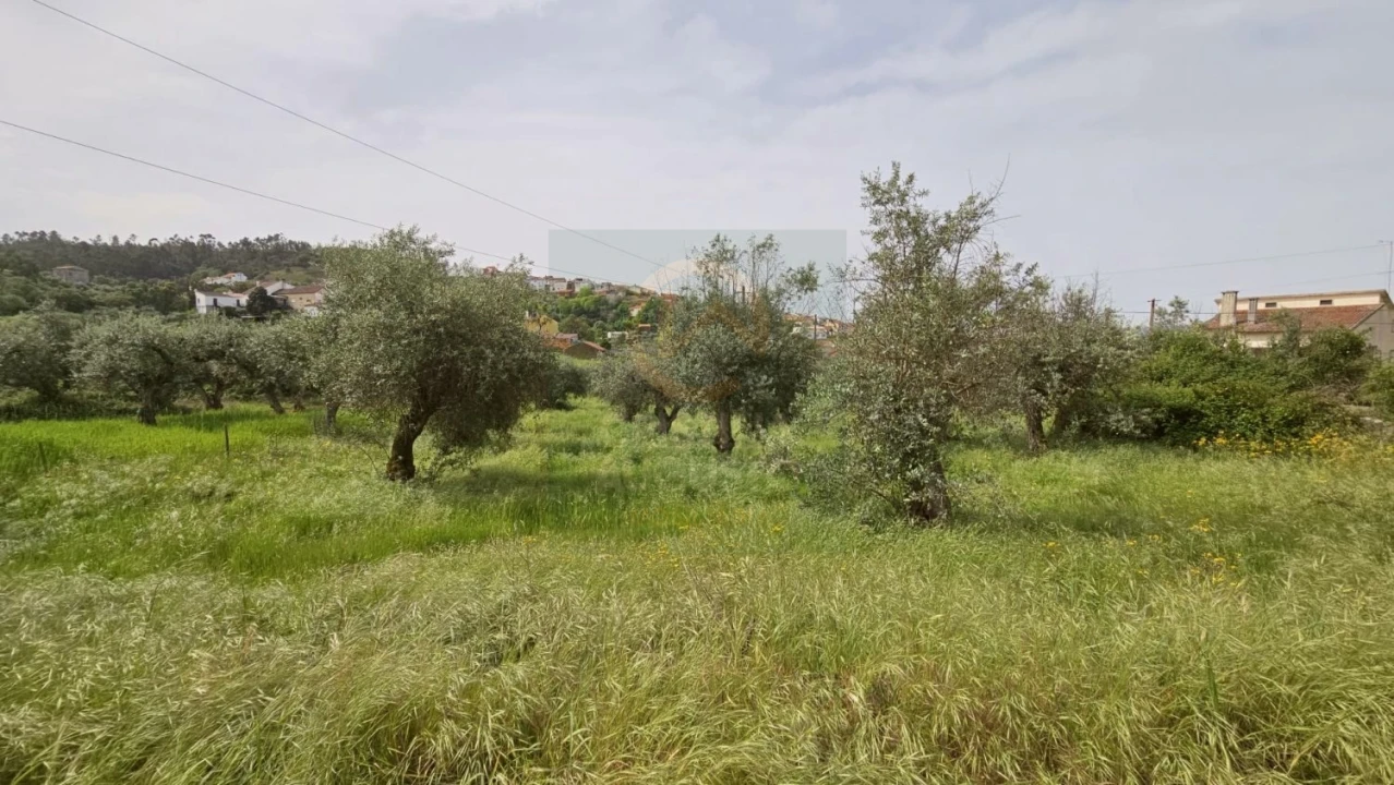 Quinta para Venda em Salgueiro do Campo Foto 10