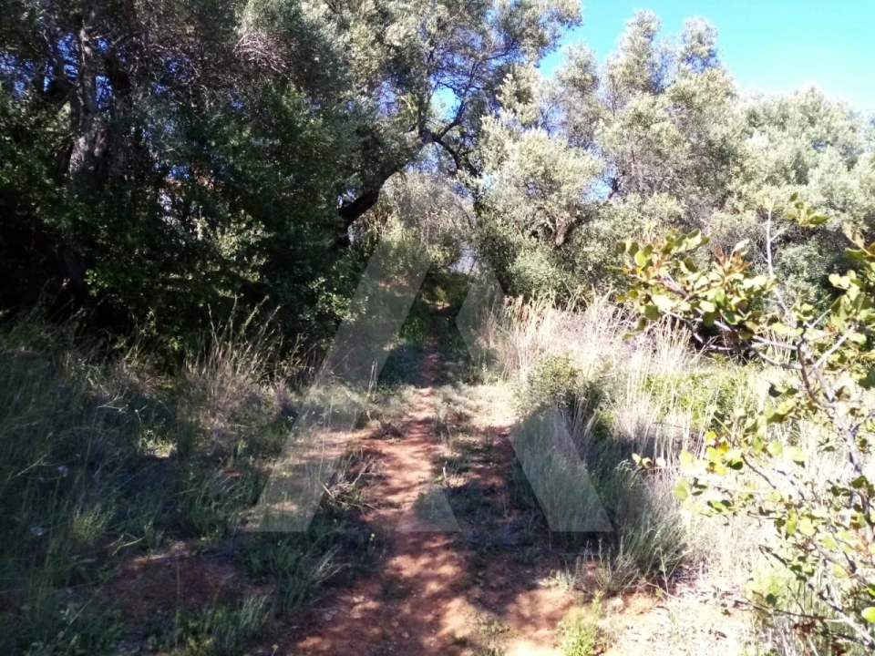 Terreno Misto para Venda em Querença, Tôr e Benafim Foto 7