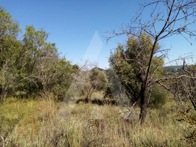 Terreno Misto para Venda em Querença, Tôr e Benafim Foto 6
