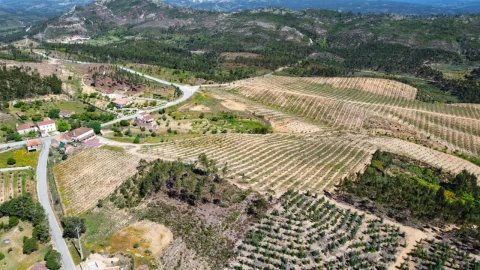 Quinta T9 para Venda em Carvoeiro