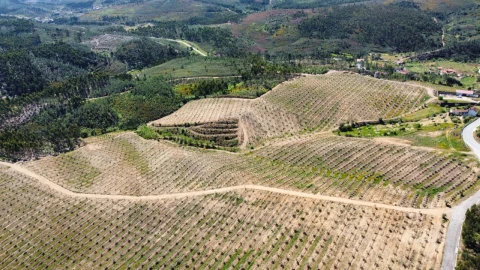 Quinta T9 para Venda em Carvoeiro