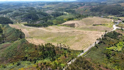Quinta T9 para Venda em Carvoeiro