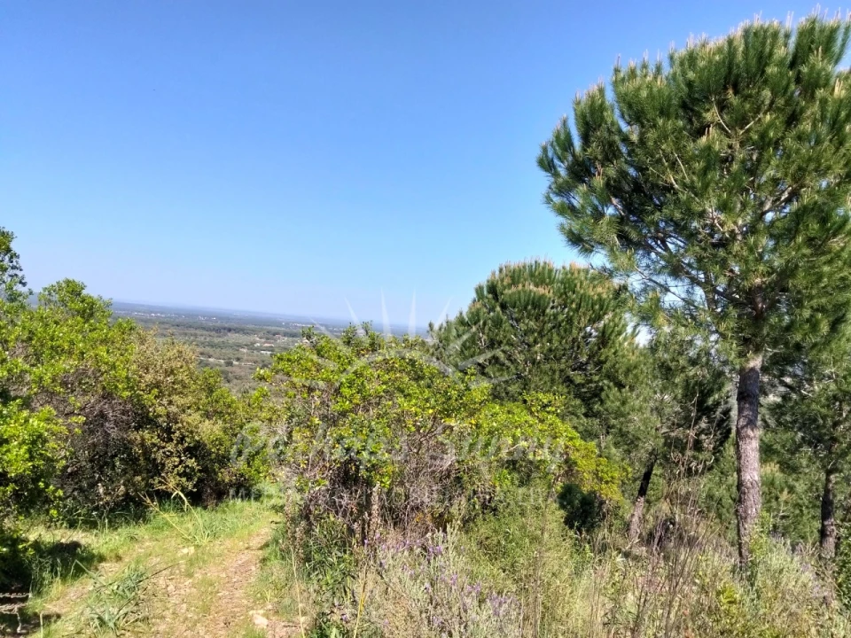 Terreno Agricola ou Rústico para Venda em Grândola e Santa Margarida da Serra Foto 1