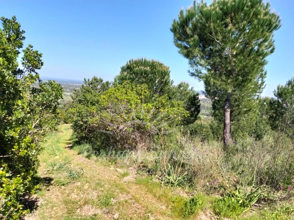 Terreno Agricola ou Rústico para Venda em Grândola e Santa Margarida da Serra Foto 3