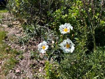 Terreno Agricola ou Rústico para Venda em Grândola e Santa Margarida da Serra