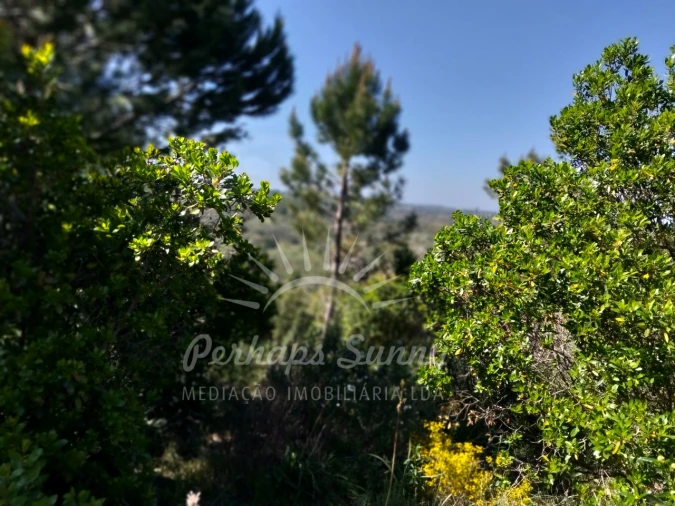 Terreno Agricola ou Rústico para Venda em Grândola e Santa Margarida da Serra Foto 4