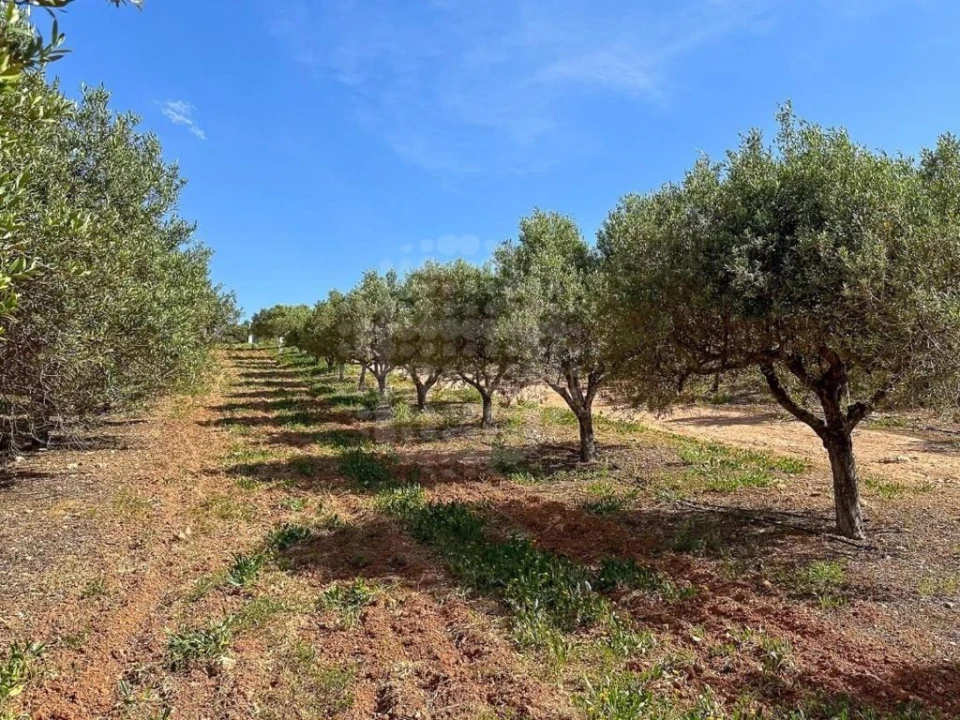 Quinta T6 para Venda em Lagoa e Carvoeiro Foto 25