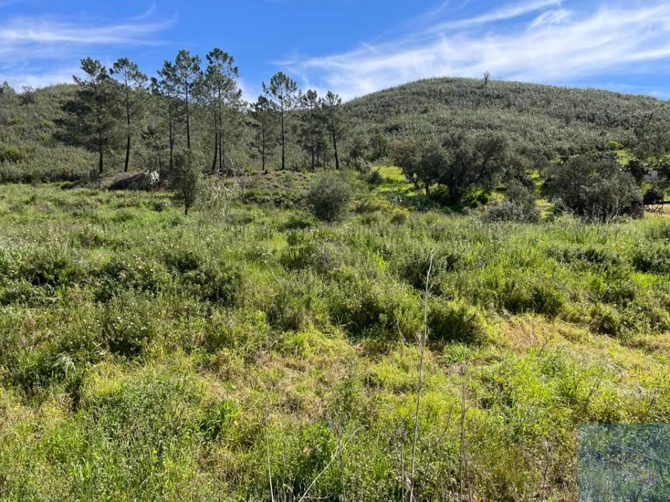 Terreno Agricola ou Rústico para Venda em Mexilhoeira Grande Foto 11