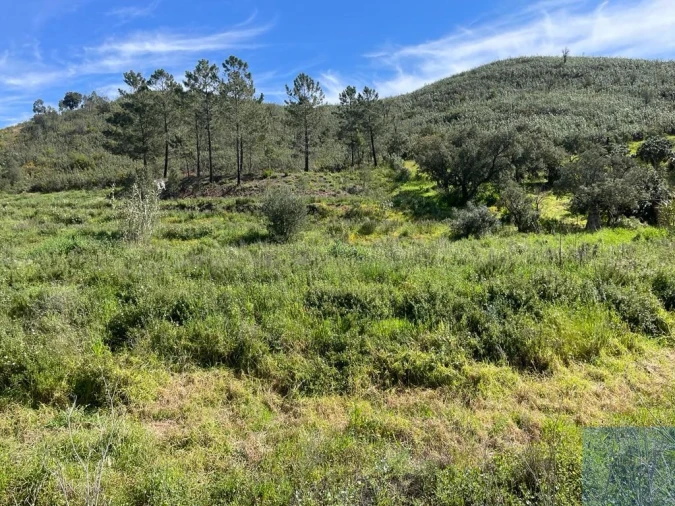 Terreno Agricola ou Rústico para Venda em Mexilhoeira Grande Foto 14