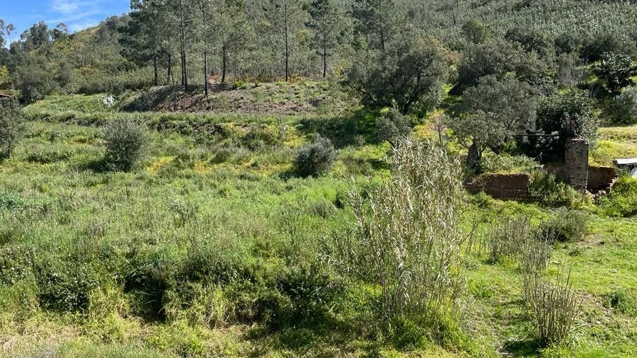 Terreno Agricola ou Rústico para Venda em Mexilhoeira Grande