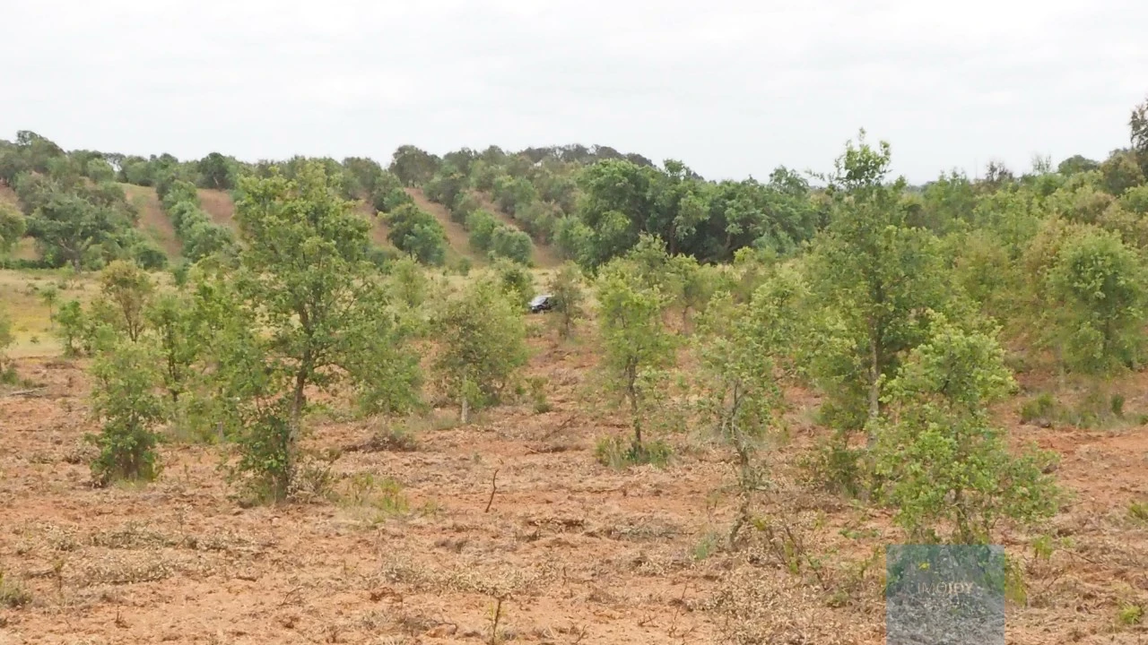 Terreno Agricola ou Rústico para Venda em Cercal Foto 8