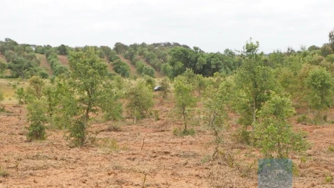 Terreno Agricola ou Rústico para Venda em Cercal
