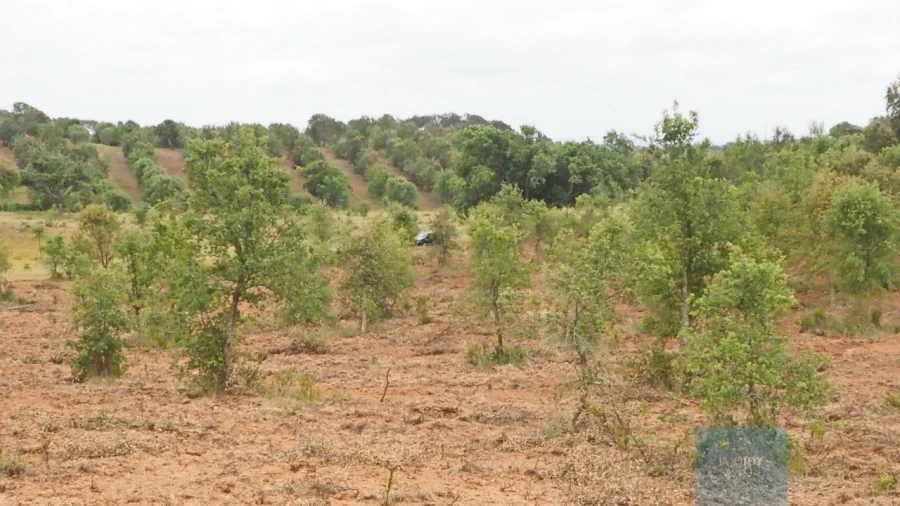 Terreno Agricola ou Rústico para Venda em Cercal Foto 8