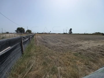 Terreno Agricola ou Rústico para Arrendamento em Poceirão e Marateca