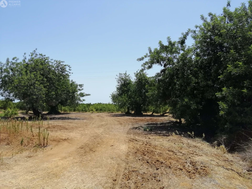 Terreno para Venda em Cachopo Foto 16