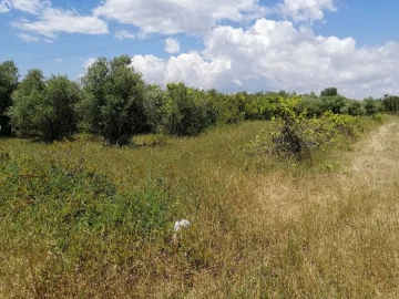 Terreno para Venda em Cachopo