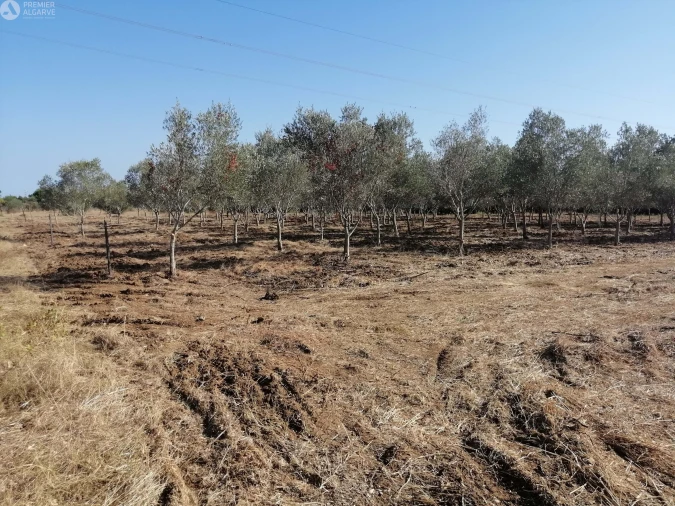 Terreno para Venda em Cachopo Foto 5