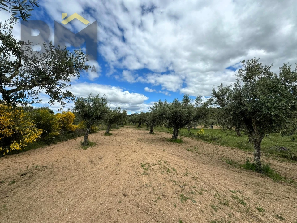 Terreno Agricola ou Rústico para Venda em Freixial e Juncal do Campo Foto 4
