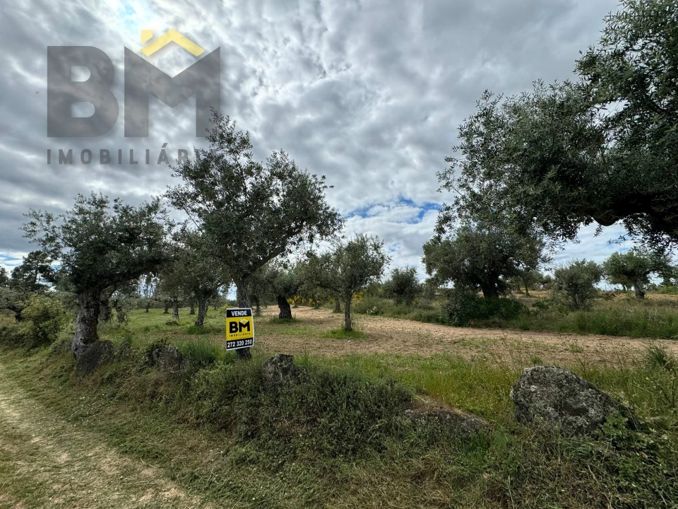 Terreno Agricola ou Rústico para Venda em Freixial e Juncal do Campo Foto 17